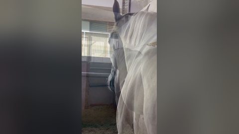 何回も名前を呼ぶがある言葉にだけ唯一反応したゴルティ君笑 #競馬 #馬 #ゴール