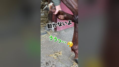 【観覧注意】お馬さんのリアルなケガ治療に密着！！