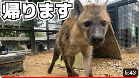 閉園後の動物たちの帰宅シーン