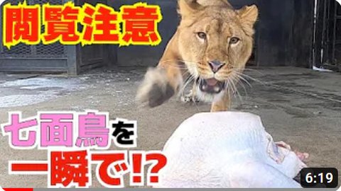 メスライオンに骨付き七面鳥をあげたら