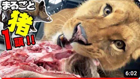 駆除したイノシシまるまる一頭ライオンに