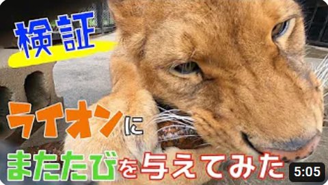 ライオンに初めてのマタタビをあげたら